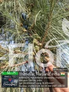 Read more about the article Casuarina equisetifolia L.