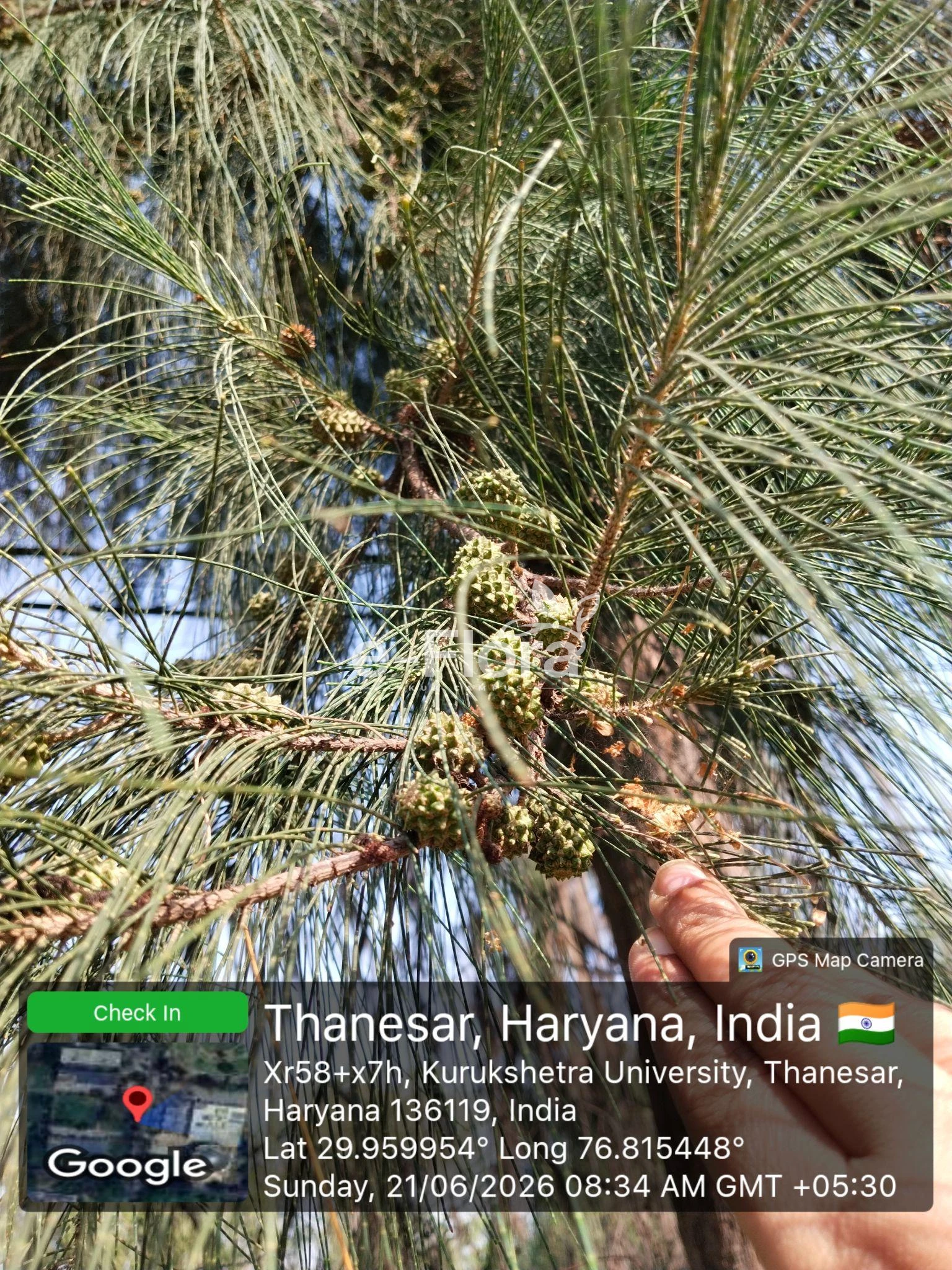 You are currently viewing Casuarina equisetifolia L.