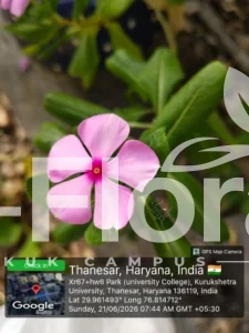 Read more about the article Catharanthus roseus (L.) G.Don