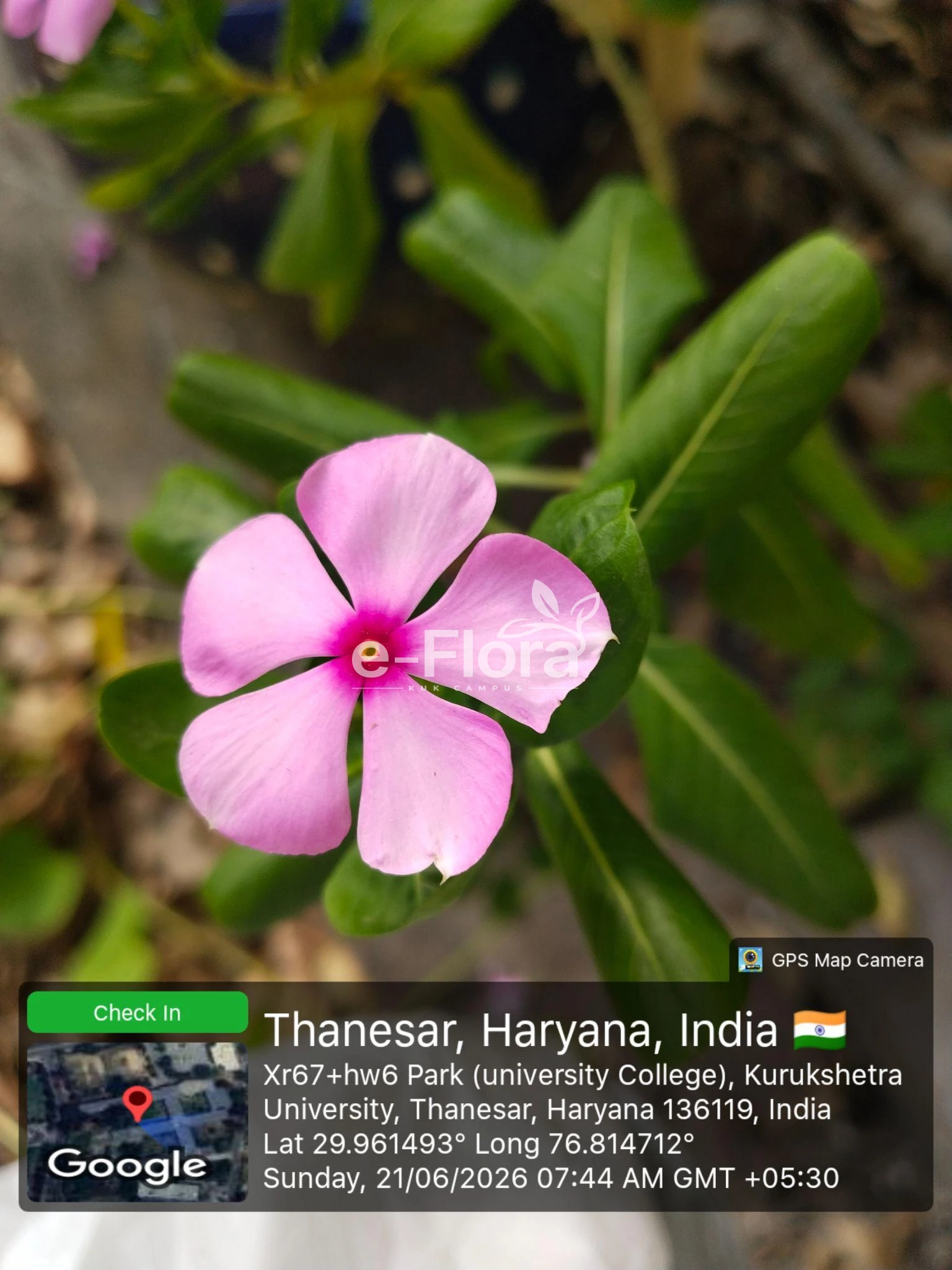 You are currently viewing Catharanthus roseus (L.) G.Don