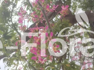 Read more about the article Ceiba speciosa (A.St.-Hil.) Ravenna