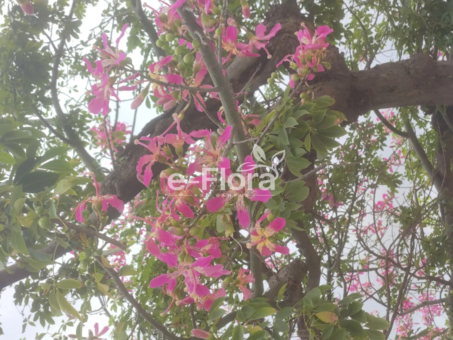 You are currently viewing Ceiba speciosa (A.St.-Hil.) Ravenna