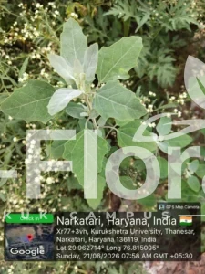 Read more about the article Chenopodium album L.