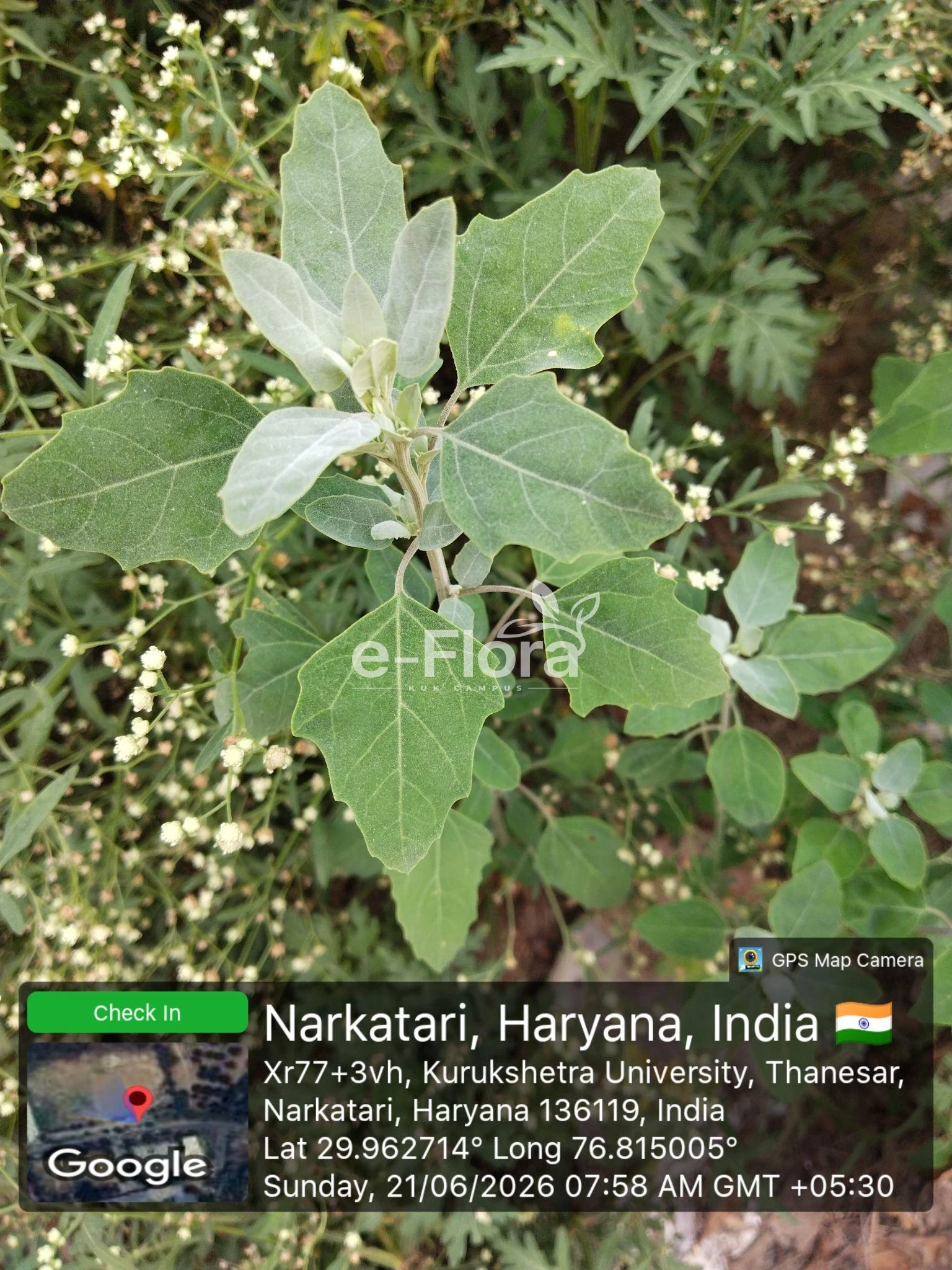 You are currently viewing Chenopodium album L.