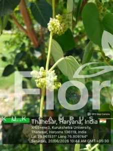 Read more about the article Cissampelos pareira L.