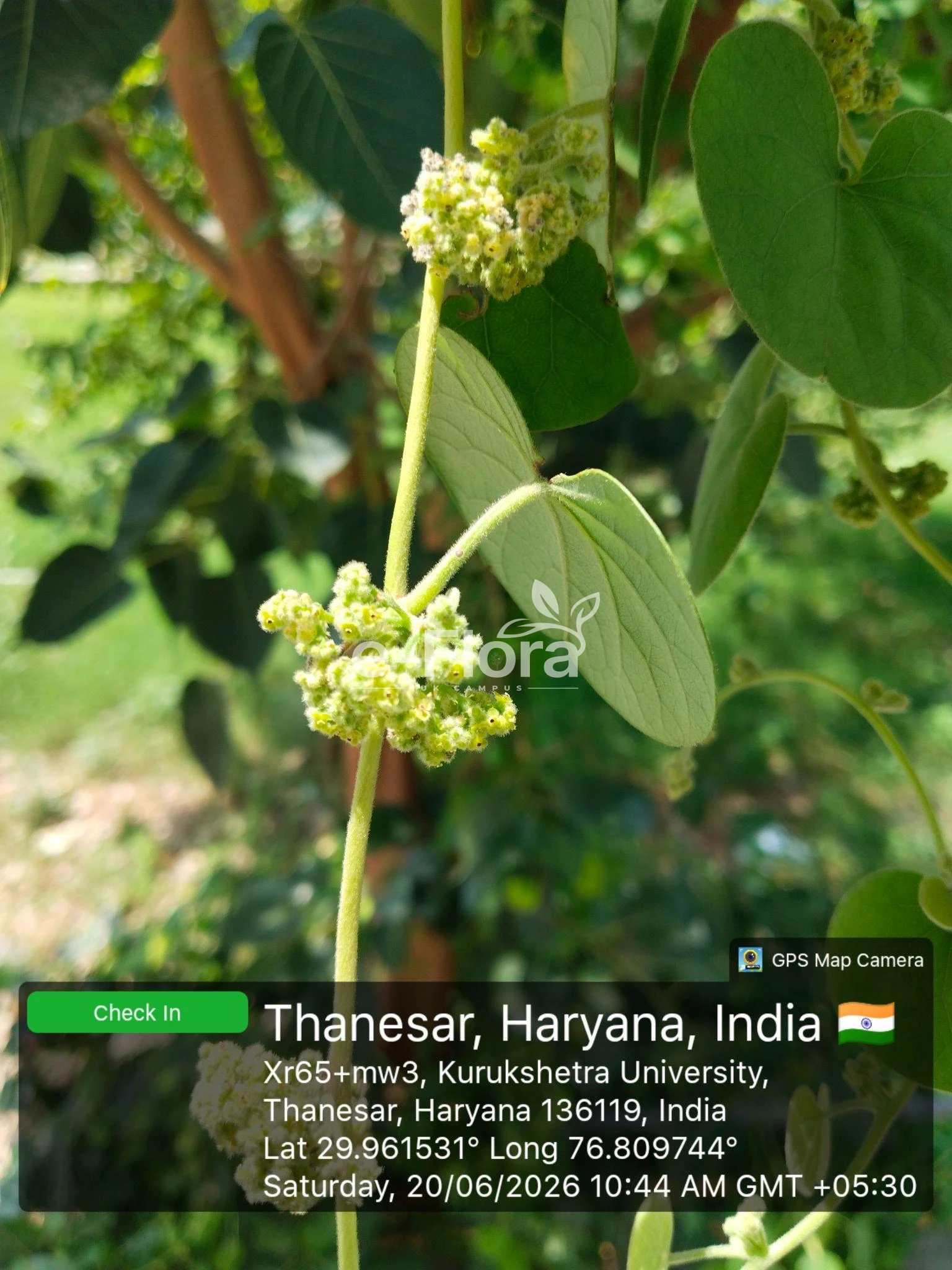 You are currently viewing Cissampelos pareira L.