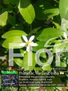 Read more about the article Citrus limon (L.) Osbeck