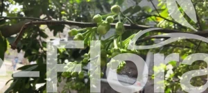 Read more about the article Citrus maxima (Burm.) Merr.