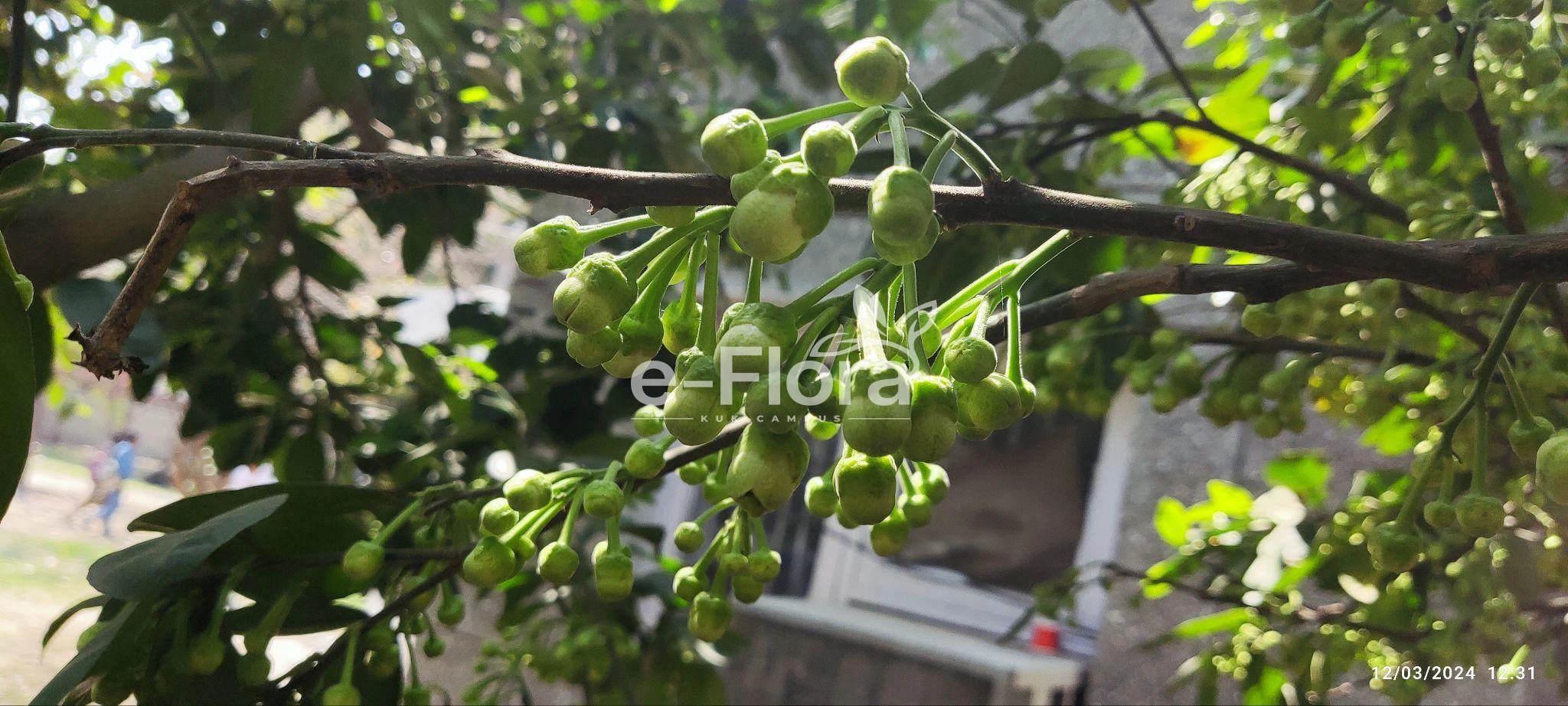 You are currently viewing Citrus maxima (Burm.) Merr.