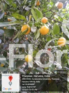 Read more about the article Citrus × microcarpa Bunge