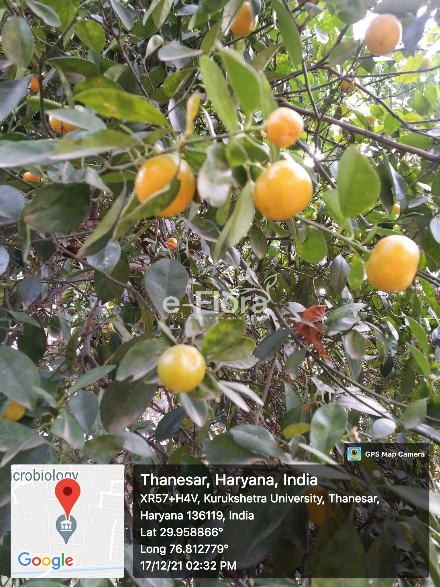 You are currently viewing Citrus × microcarpa Bunge