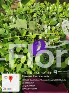 Read more about the article Clitoria ternatea L.