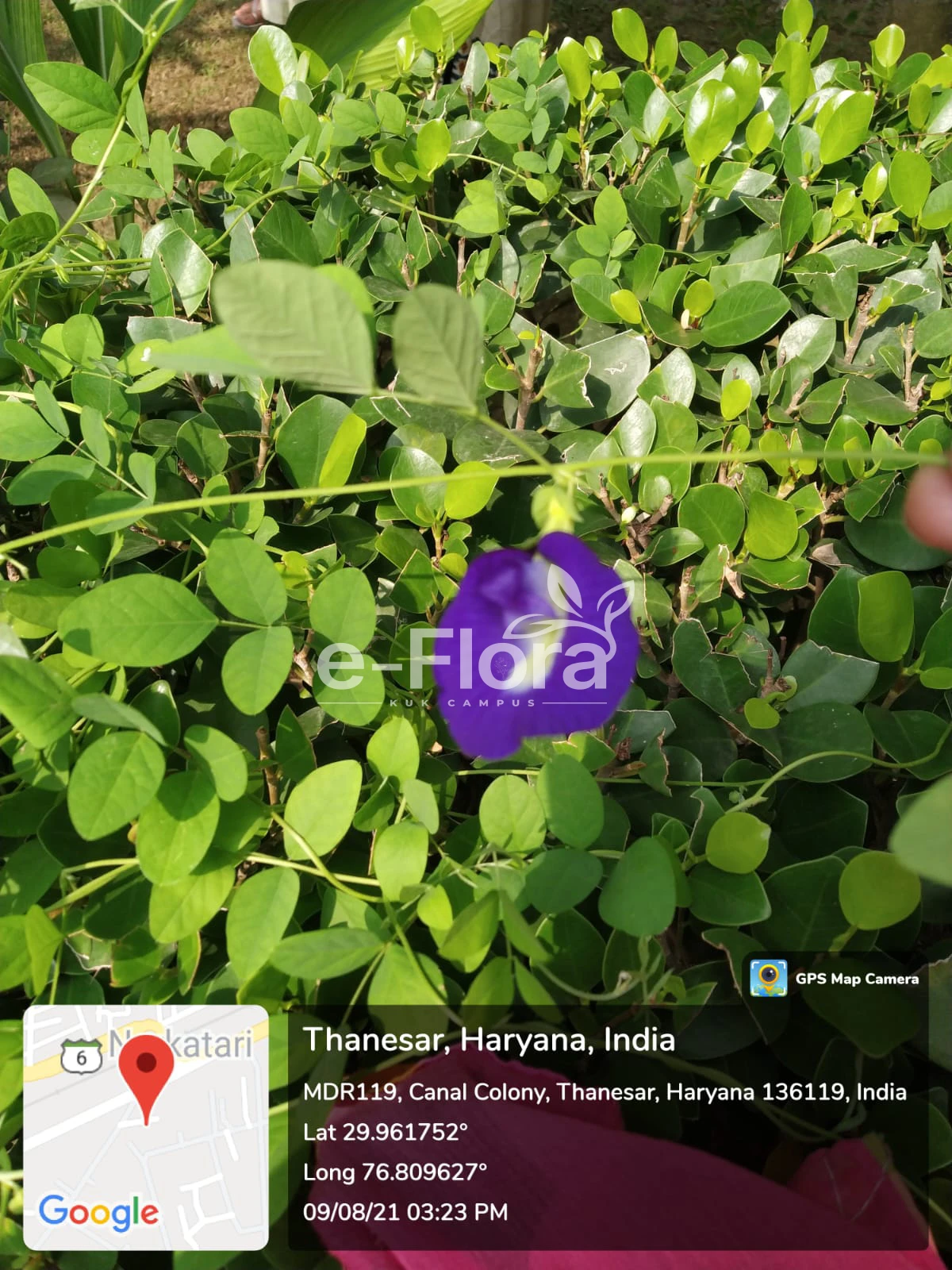 You are currently viewing Clitoria ternatea L.
