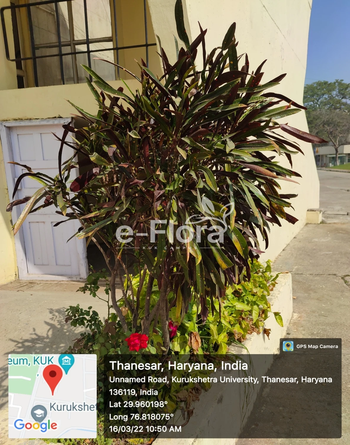 You are currently viewing Codiaeum variegatum (L.) Rumph. ex A.Juss.