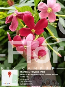 Read more about the article Combretum indicum (L.) DeFilipps
