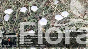 Read more about the article Convolvulus arvensis L.
