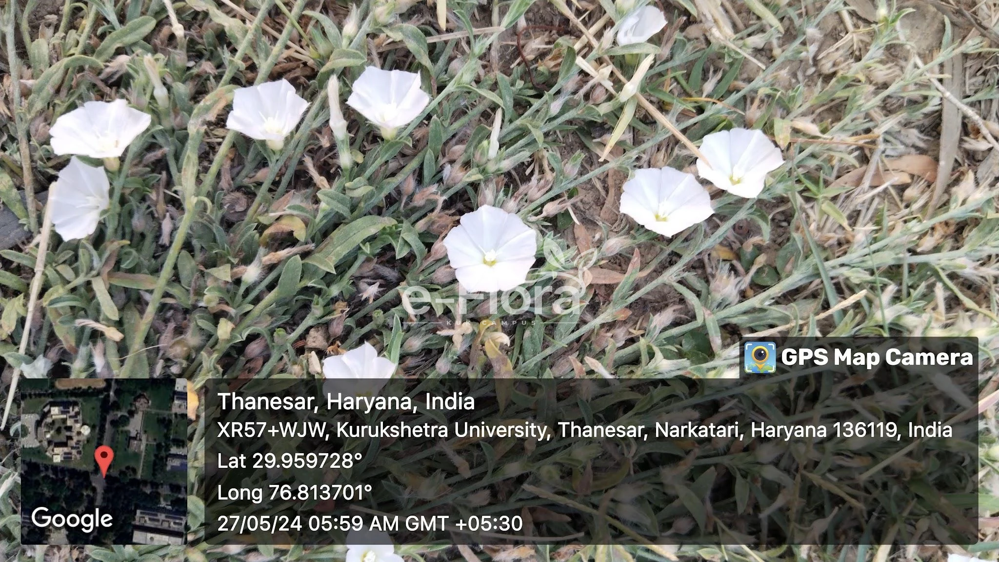 You are currently viewing Convolvulus arvensis L.