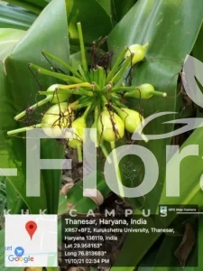 Read more about the article Crinum asiaticum L.
