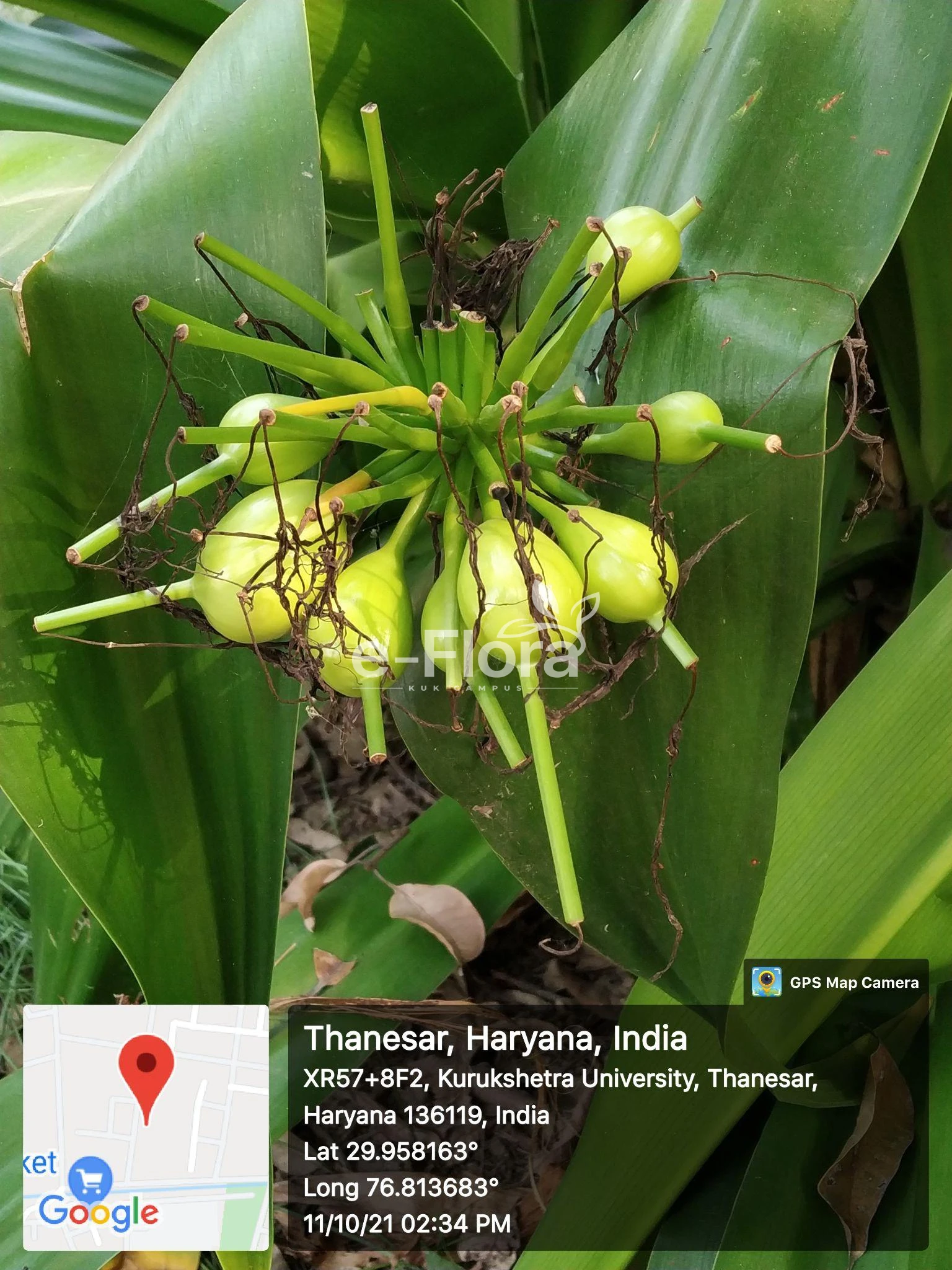 You are currently viewing Crinum asiaticum L.
