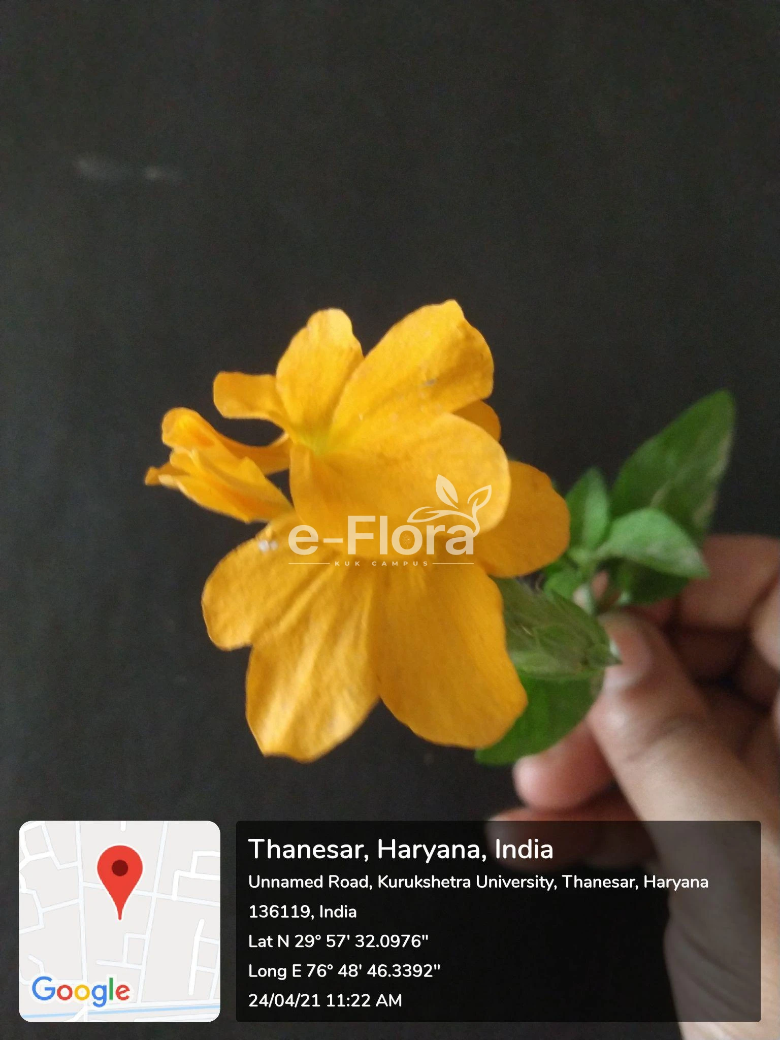 You are currently viewing Crossandra infundibuliformis (L.) Nees