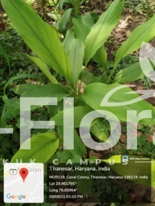 Read more about the article Curcuma longa L.