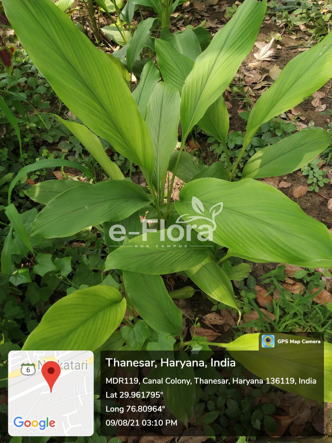 You are currently viewing Curcuma longa L.