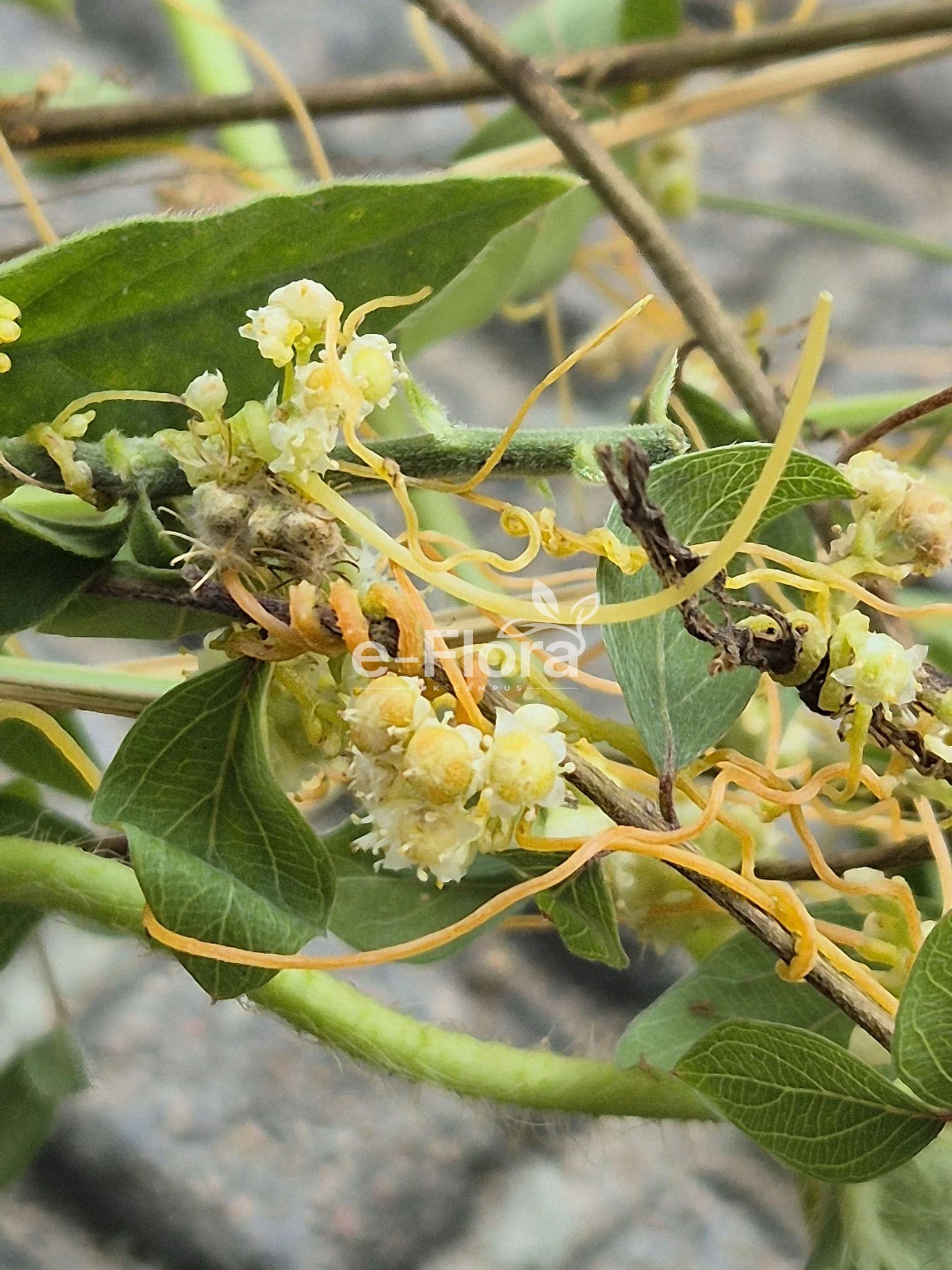 You are currently viewing Cuscuta reflexa Roxb.