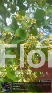 Read more about the article Dalbergia sissoo Roxb. ex DC.