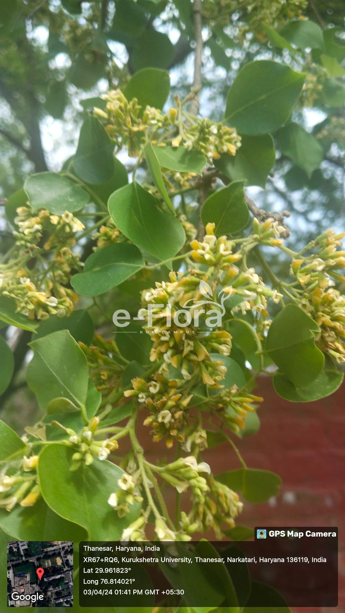 You are currently viewing Dalbergia sissoo Roxb. ex DC.