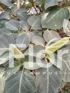 Read more about the article Datura innoxia Mill. 