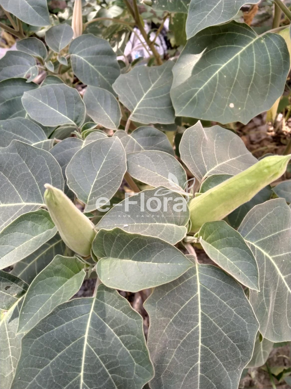 You are currently viewing Datura innoxia Mill. 