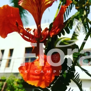 Read more about the article Delonix regia (Bojer ex Hook.) Raf