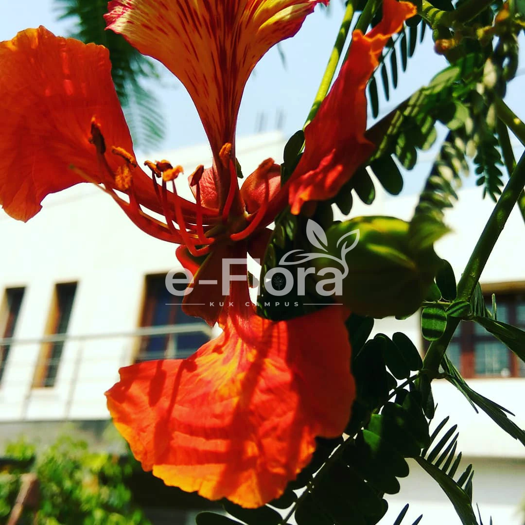 You are currently viewing Delonix regia (Bojer ex Hook.) Raf