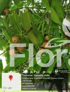 Read more about the article Diospyros melanoxylon Roxb.