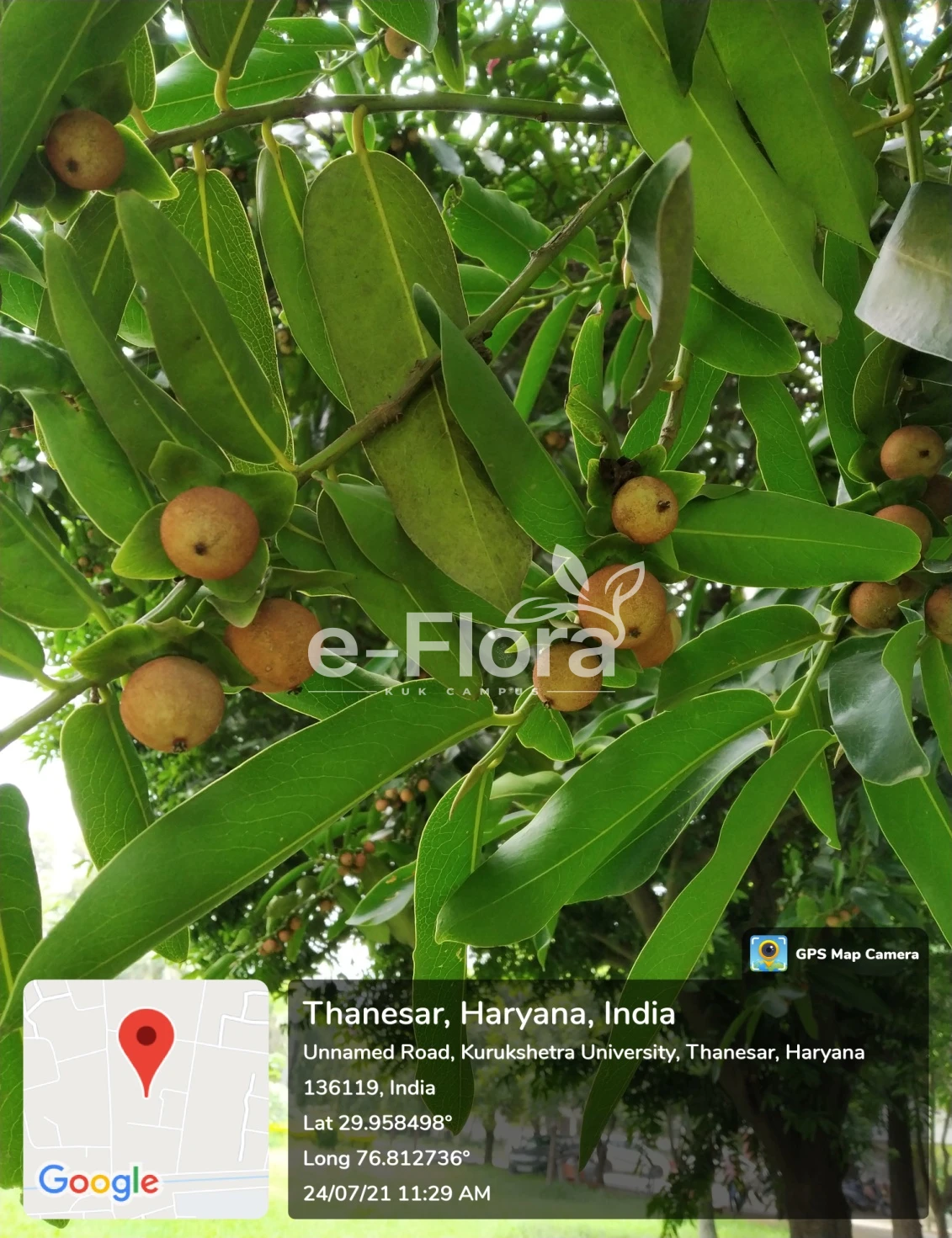You are currently viewing Diospyros melanoxylon Roxb.