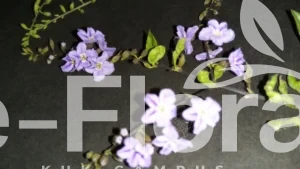 Read more about the article Duranta erecta L.