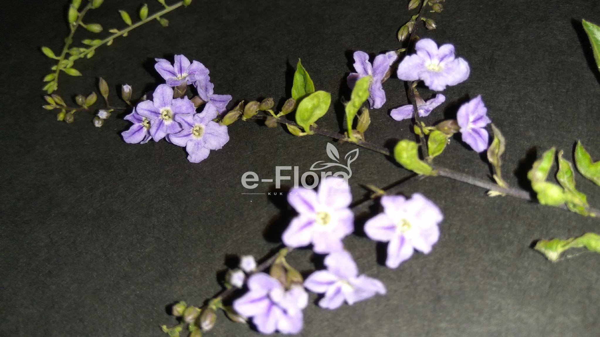 You are currently viewing Duranta erecta L.