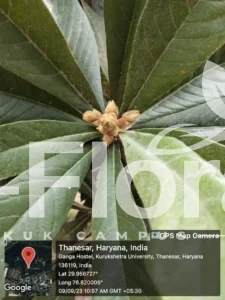 Read more about the article Eriobotrya japonica (Thunb.) Lindl.