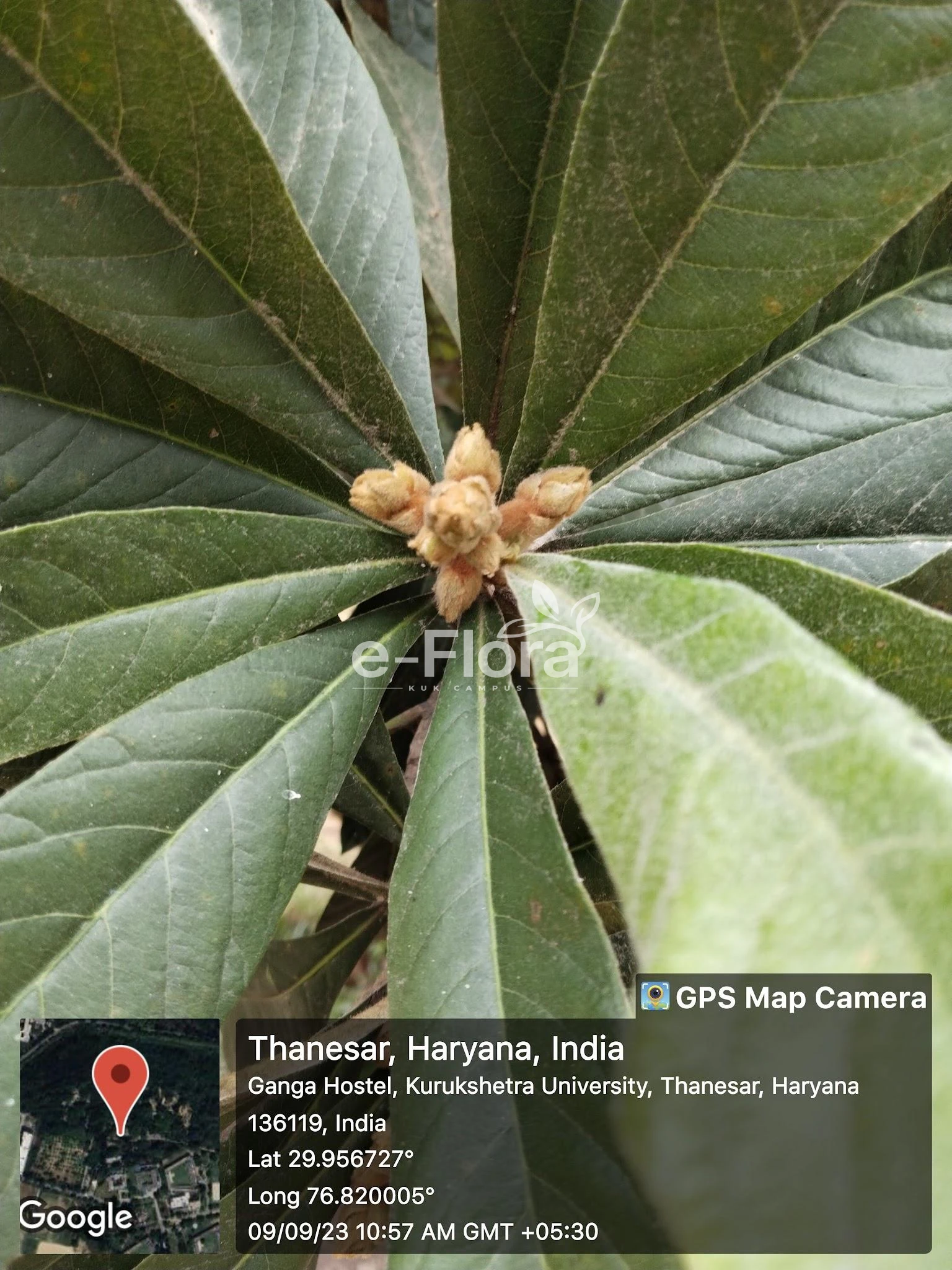 You are currently viewing Eriobotrya japonica (Thunb.) Lindl.