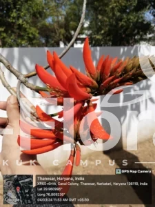 Read more about the article Erythrina variegata L.