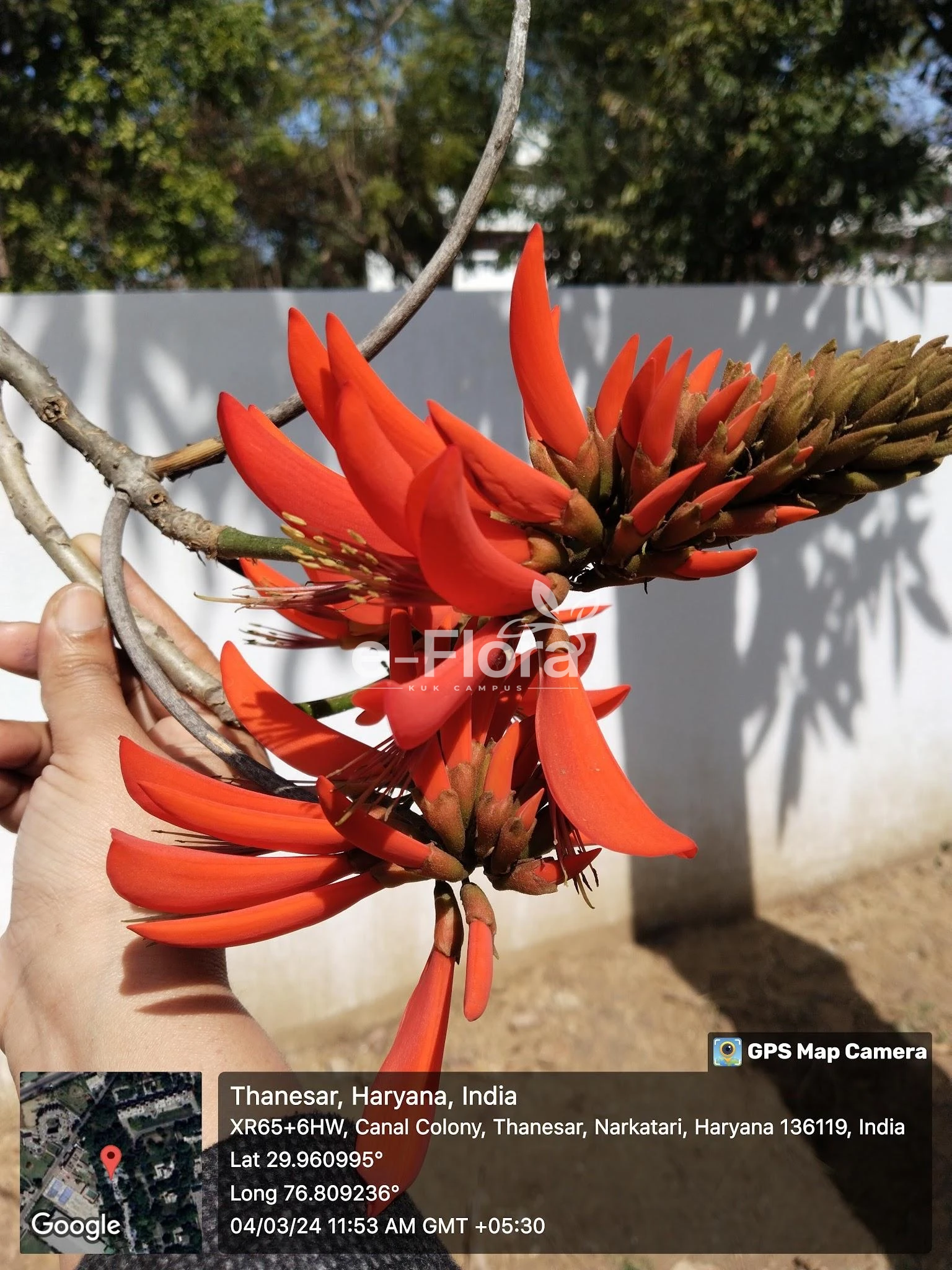 You are currently viewing Erythrina variegata L.
