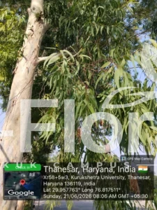 Read more about the article Eucalyptus globulus Labill.