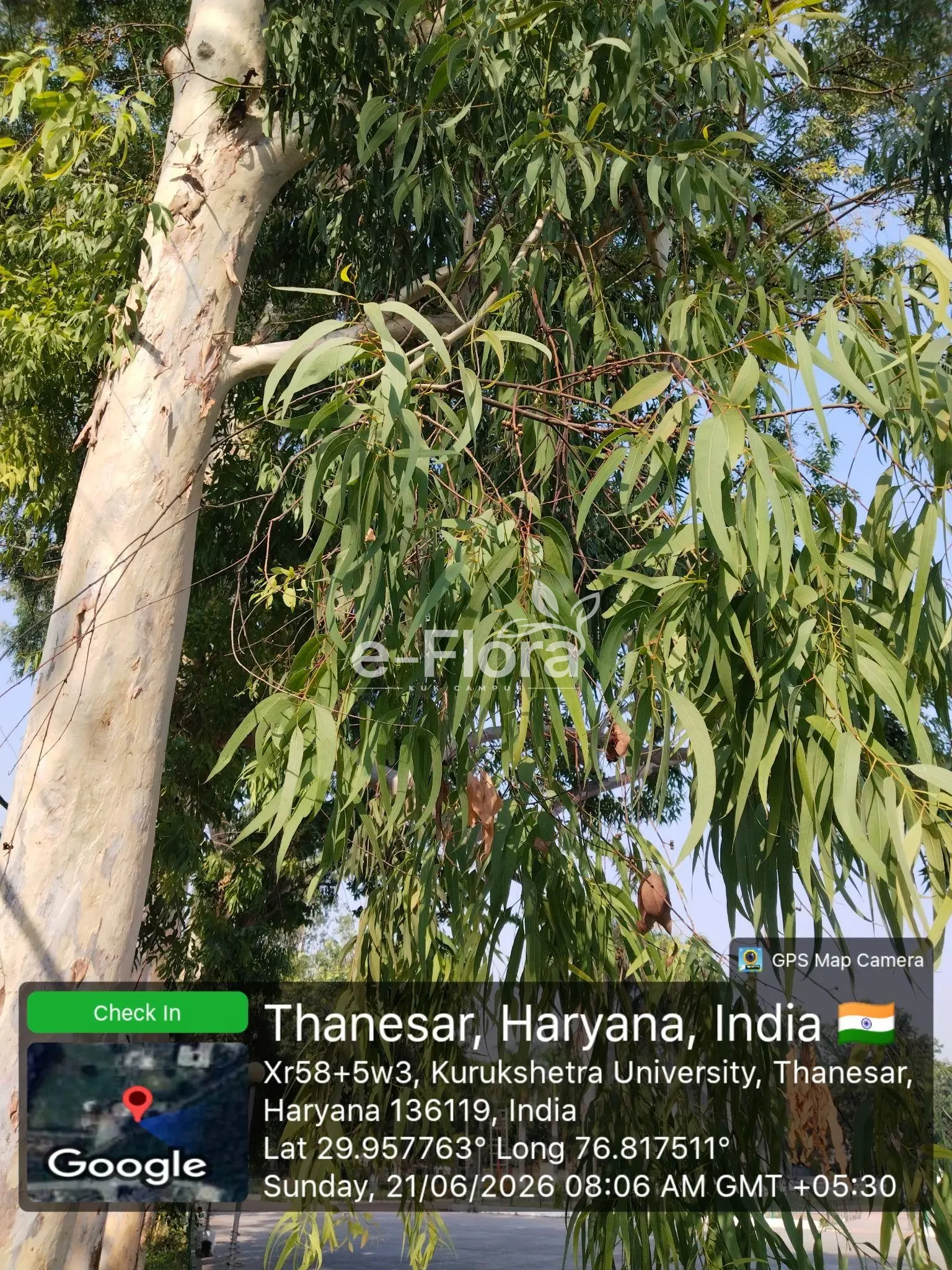 You are currently viewing Eucalyptus globulus Labill.
