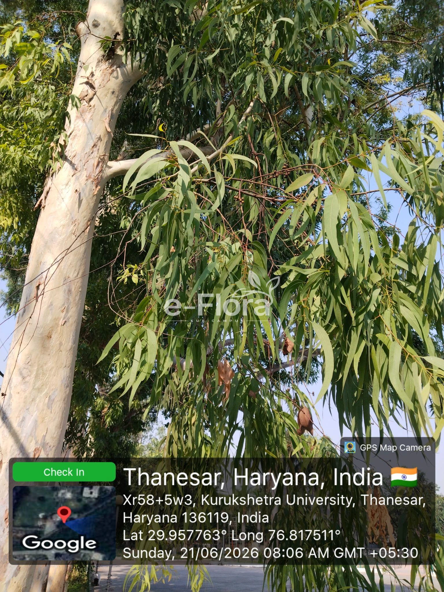 You are currently viewing Eucalyptus globulus Labill.