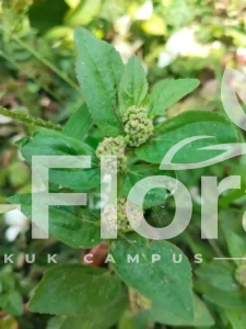 Read more about the article Euphorbia hirta L.