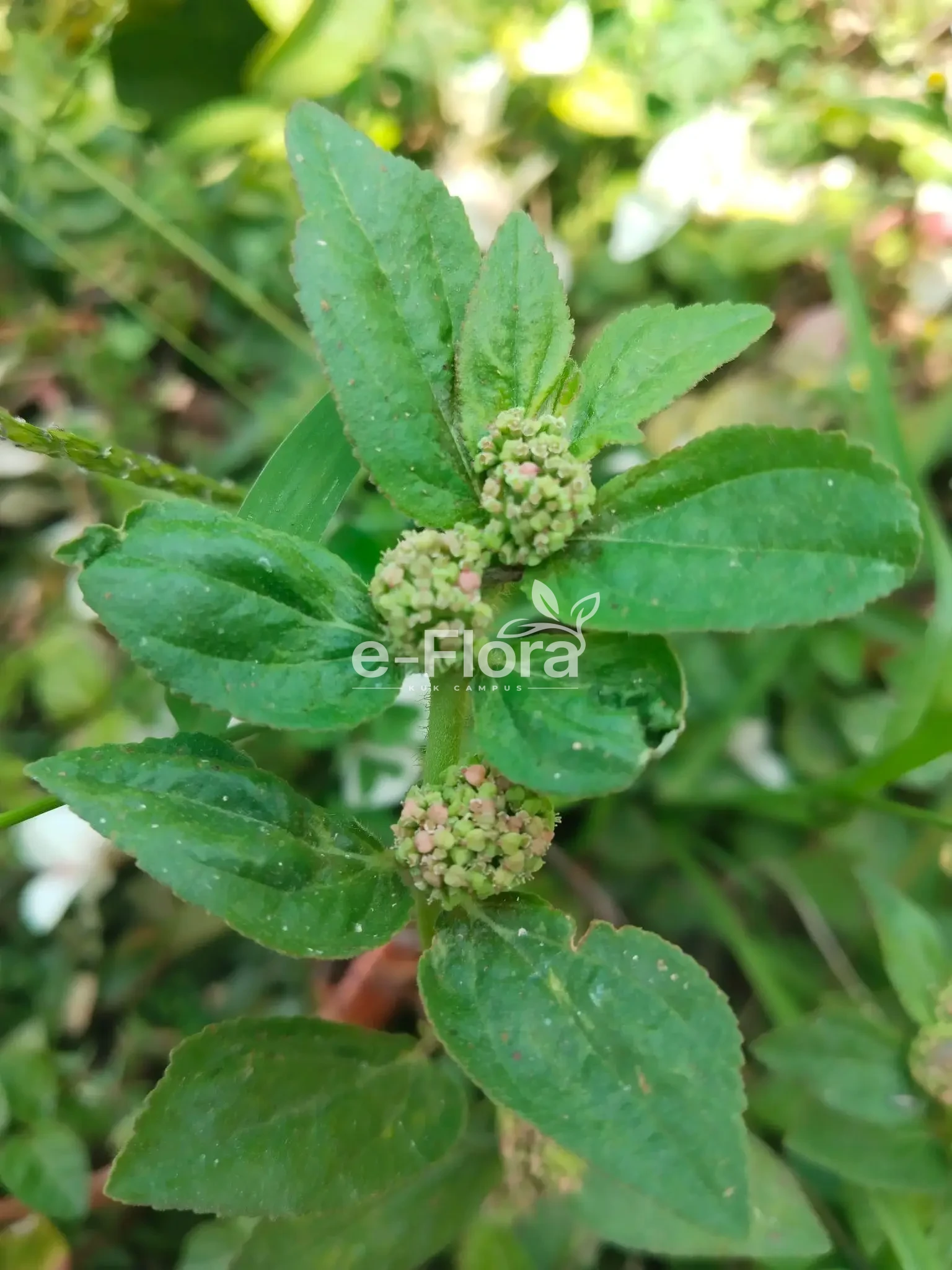 You are currently viewing Euphorbia hirta L.