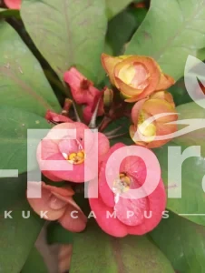 Read more about the article Euphorbia milii Des Moul.