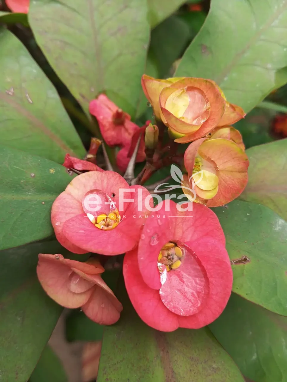 You are currently viewing Euphorbia milii Des Moul.