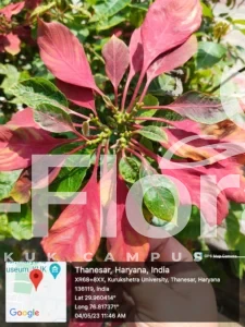 Read more about the article Euphorbia pulcherrima Willd. Ex Klotzsch