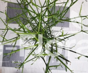 Read more about the article Euphorbia tirucalli L.